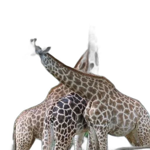 animal, creature, staff, dragon transparent PNG cut-out