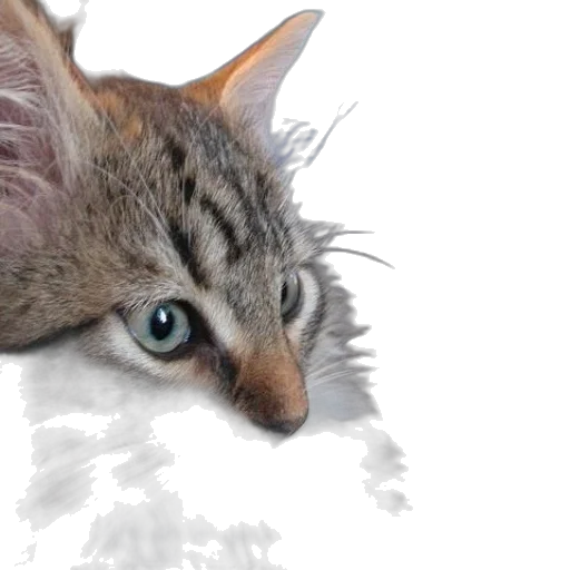 animal, creature, face, photorealistic transparent PNG cut-out