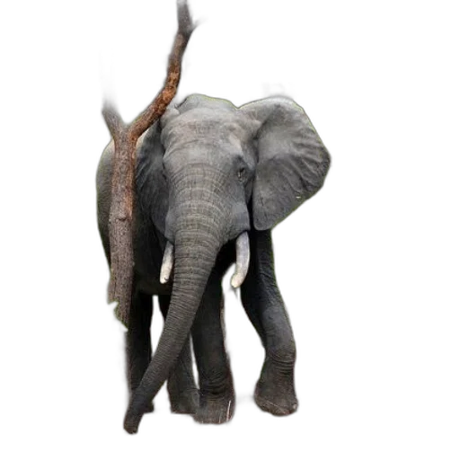 animal, creature, weapon, staff transparent PNG cut-out