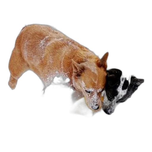 animal, staff, 3d render, photorealistic transparent PNG cut-out