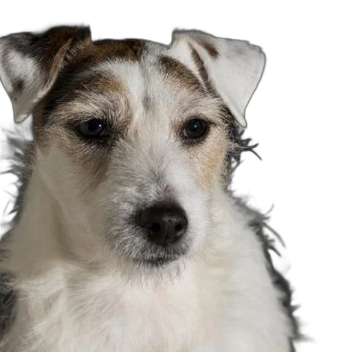 animal, staff, face, creature transparent PNG cut-out