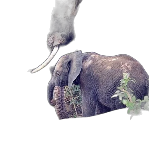 animal, creature, jewelry, weapon transparent PNG cut-out