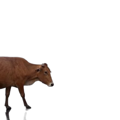 animal, creature, food, furniture transparent PNG cut-out