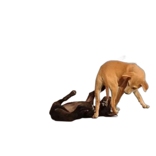 animal, creature, furniture, 3d render transparent PNG cut-out