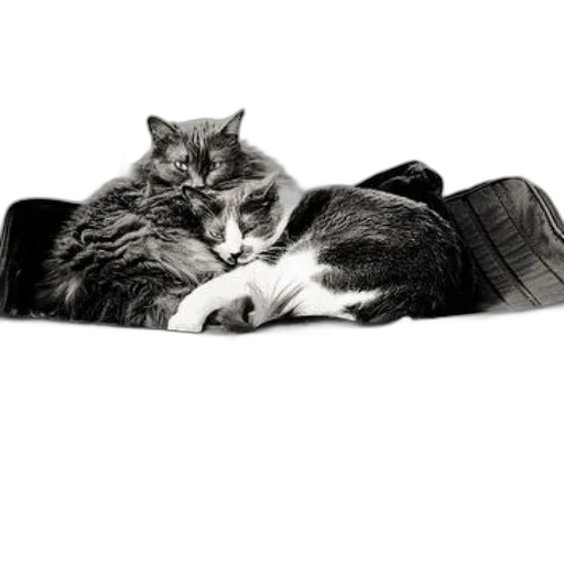 animal, shoes, hat, jacket transparent PNG cut-out