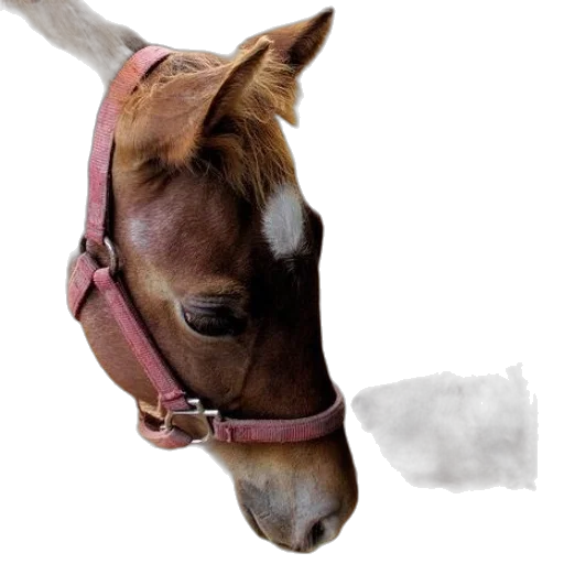 animal, hat, staff, crown transparent PNG cut-out