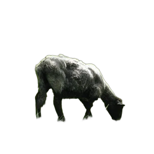 animal, creature, weapon, food transparent PNG cut-out