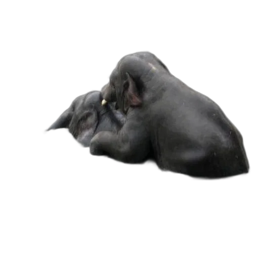 animal, mask, creature, hat transparent PNG cut-out