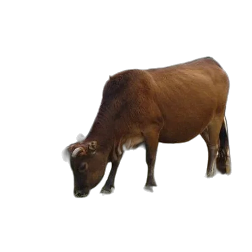 animal, creature, food, hat transparent PNG cut-out