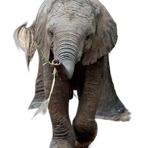 animal, creature, staff, mask transparent PNG cut-out