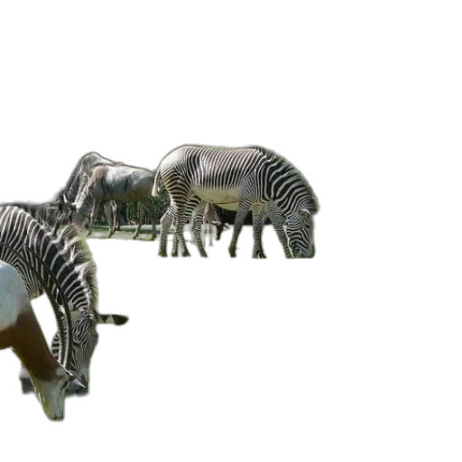animal, creature, dragon, weapon transparent PNG cut-out
