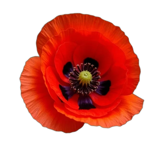 flower, crown, hat, weapon transparent PNG cut-out