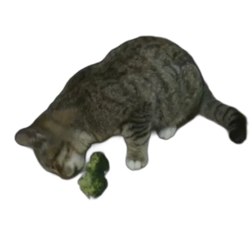 animal, staff, creature, food transparent PNG cut-out