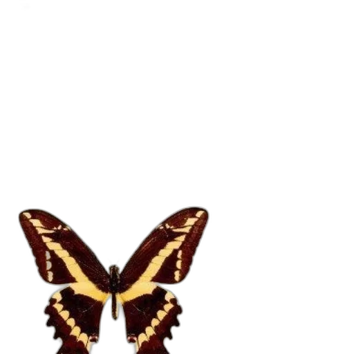 animal, creature, crown, jewelry transparent PNG cut-out