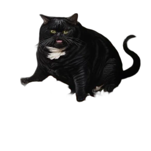 animal, creature, staff, food transparent PNG cut-out