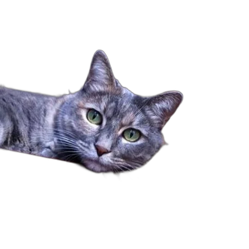 animal, creature, weapon, staff transparent PNG cut-out