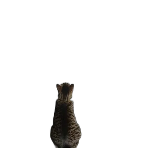 animal, creature, staff, hat transparent PNG cut-out