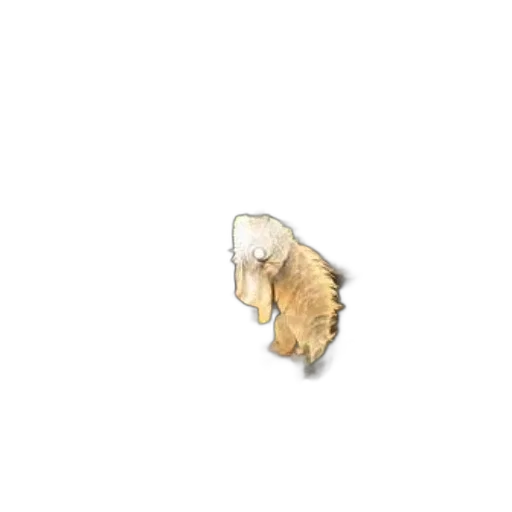 hair, animal, jewelry, hat transparent PNG cut-out