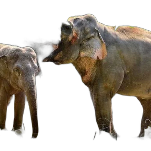 animal, concept art, photorealistic, 3d render transparent PNG cut-out