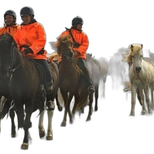 animal, jacket, concept art, three transparent PNG cut-out