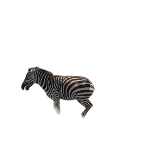 animal, creature, furniture, hat transparent PNG cut-out