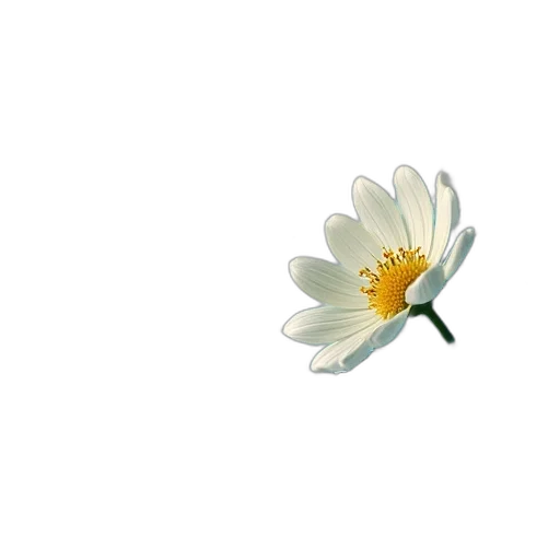 flower, crown, weapon, jewelry transparent PNG cut-out