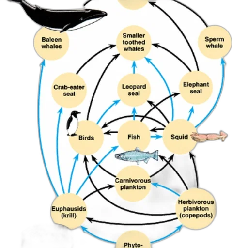 food, web, diagram, showing transparent PNG cut-out