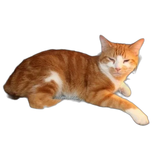 animal, staff, creature, weapon transparent PNG cut-out