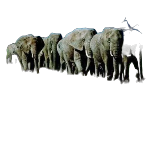 animal, creature, weapon, staff transparent PNG cut-out