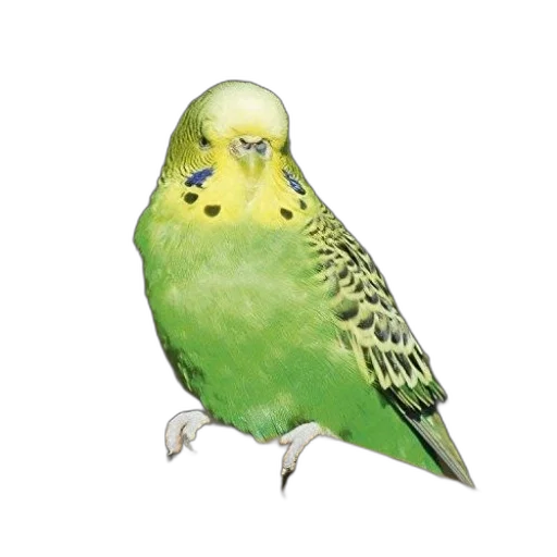 animal, jewelry, staff, creature transparent PNG cut-out
