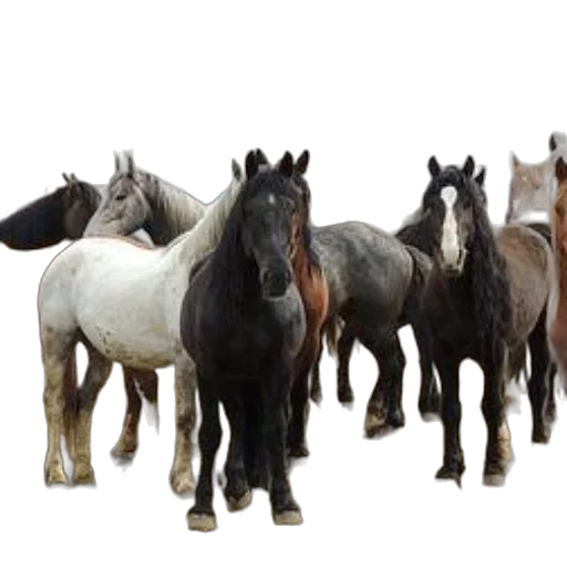 animal, staff, photorealistic, 3d render transparent PNG cut-out