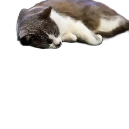 animal, creature, staff, hat transparent PNG cut-out