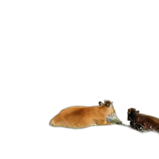 animal, food, hair, creature transparent PNG cut-out