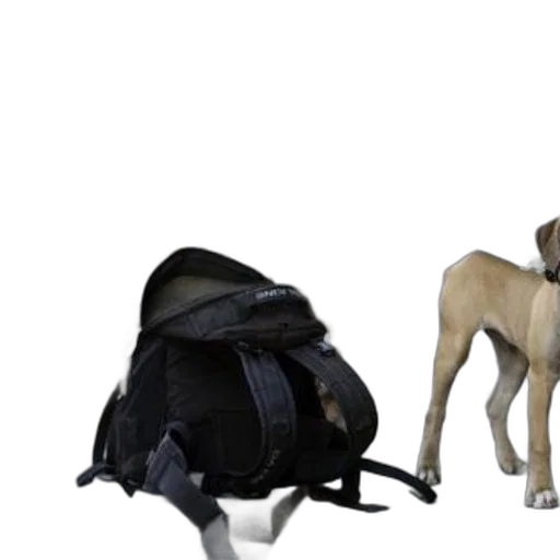 animal, jacket, staff, creature transparent PNG cut-out