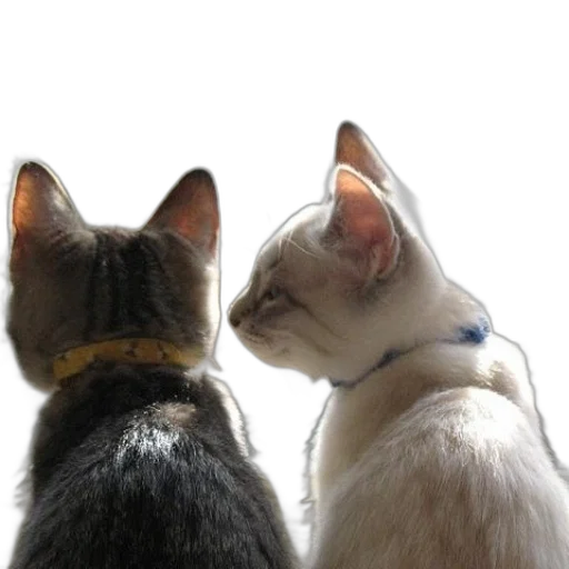 staff, animal, photorealistic, two transparent PNG cut-out