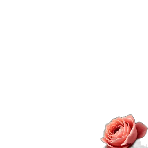flower, dress, jewelry, staff transparent PNG cut-out