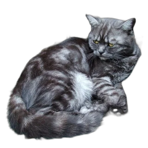 animal, hair, creature, crown transparent PNG cut-out