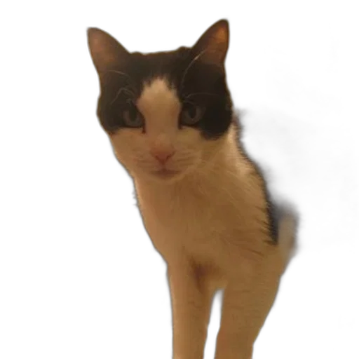 staff, animal, creature, face transparent PNG cut-out