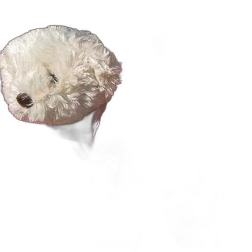 hair, creature, animal, face transparent PNG cut-out