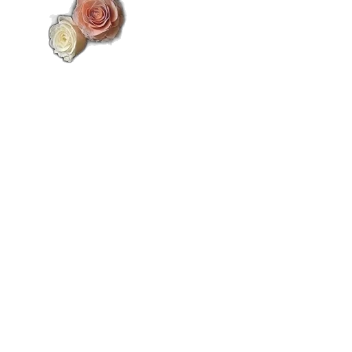 flower, food, jewelry, bottle transparent PNG cut-out