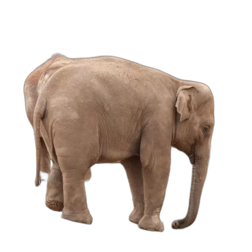 animal, creature, staff, weapon transparent PNG cut-out