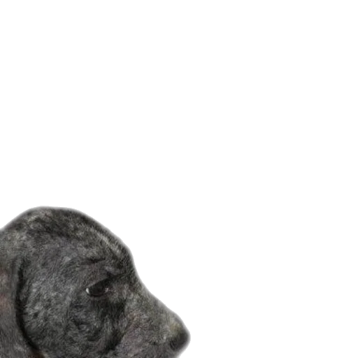 animal, staff, face, creature transparent PNG cut-out