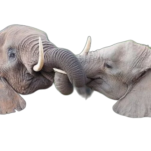 animal, mask, creature, photorealistic transparent PNG cut-out