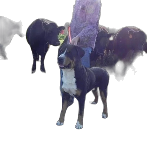 animal, creature, staff, 3d render transparent PNG cut-out