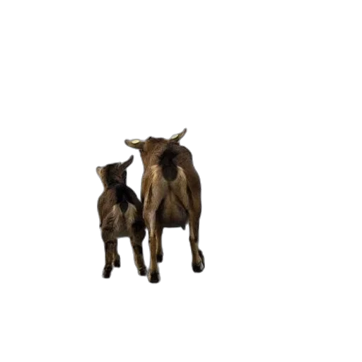 animal, creature, food, furniture transparent PNG cut-out