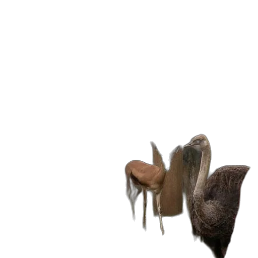 shoes, animal, creature, hair transparent PNG cut-out