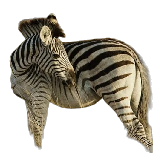 animal, creature, staff, jewelry transparent PNG cut-out