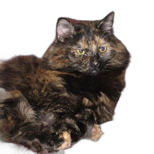 animal, creature, hair, staff transparent PNG cut-out