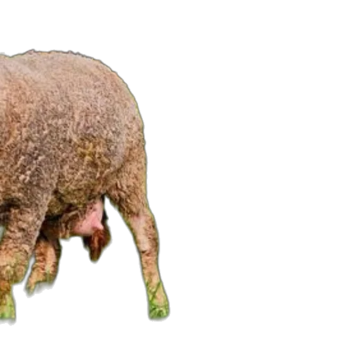 animal, creature, hair, food transparent PNG cut-out