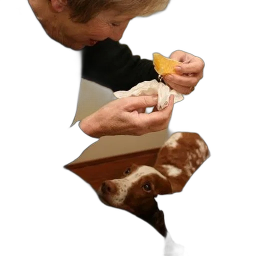 food, animal, staff, creature transparent PNG cut-out
